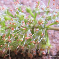 Combretum albidum G.DonRoxb. ex G.Don